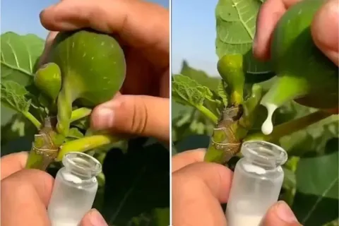 A Maioria das Pessoas Nao Tem Ideia da Importancia da Seiva 