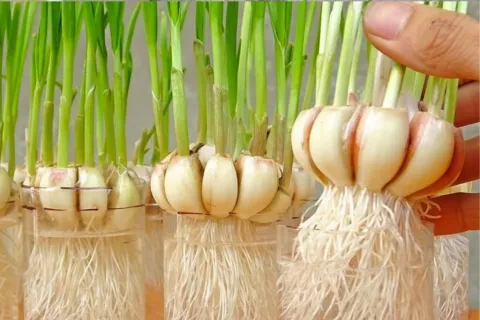 Aprendi a plantar alho em casa e agora nao compro mais E MUI