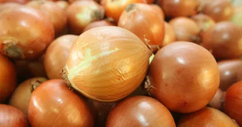 Aprendi a plantar cebola em casa e agora nao compro mais no 