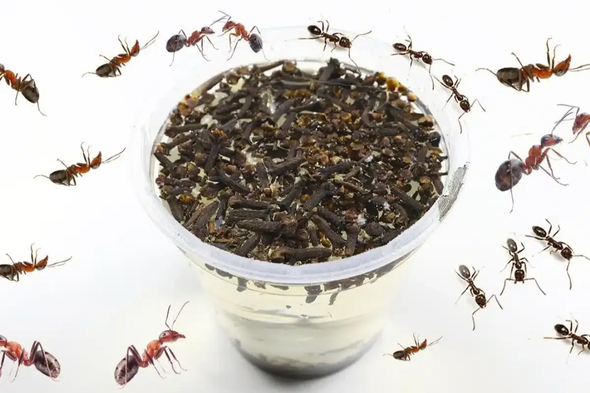 Como Eliminar Formigas da Sua Casa Sem Precisar Espalhar Ven