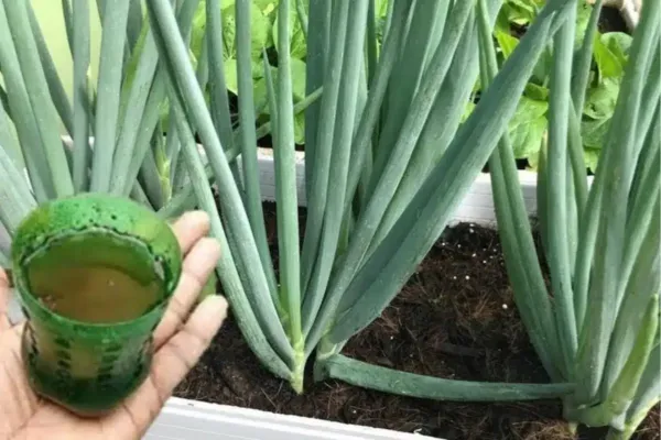 Como fazer cebolinha crescer e engrossar naturalmente