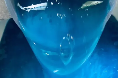 Sabao Liquido Caseiro Concentrado