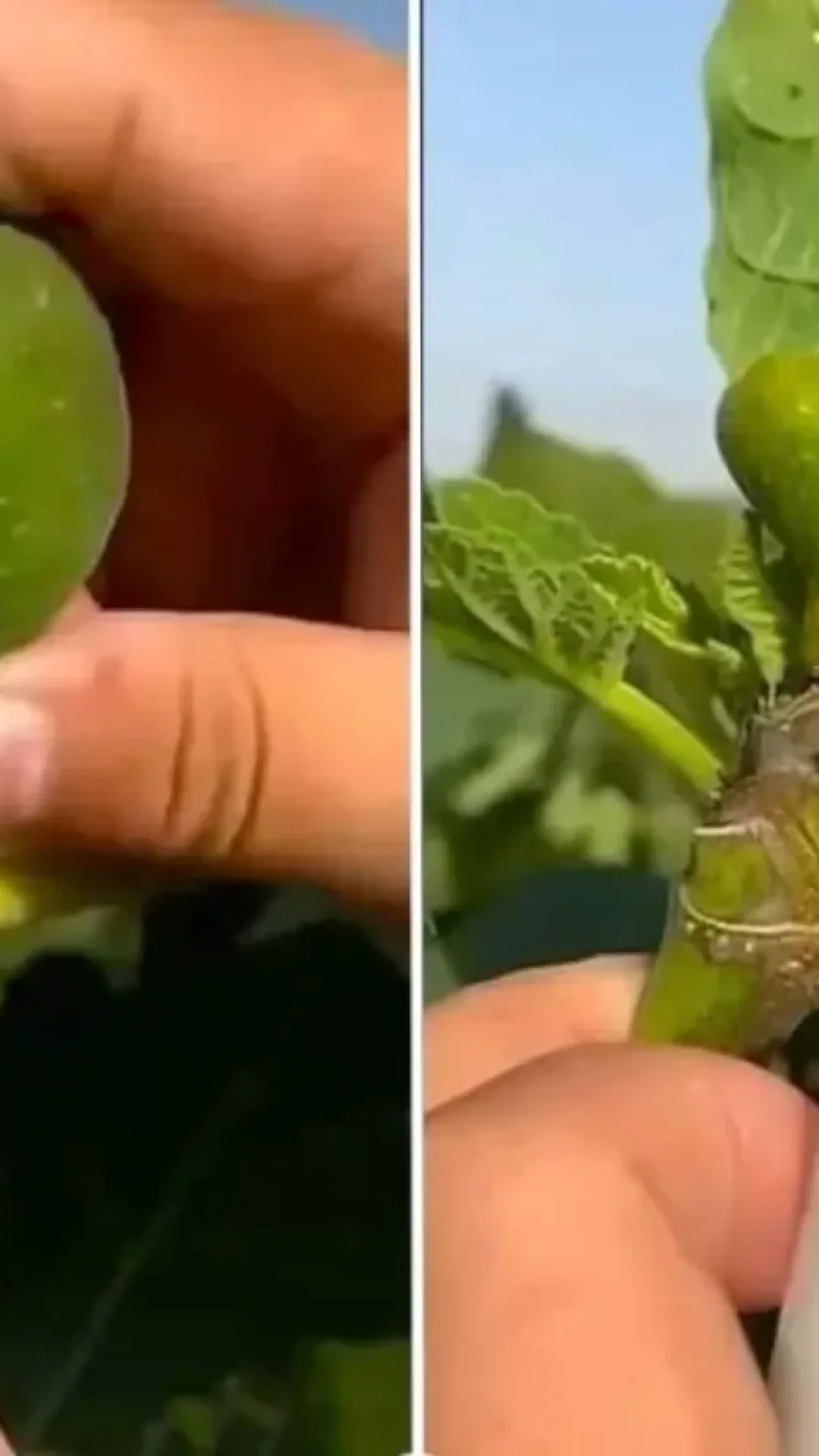 A Maioria das Pessoas Nao Tem Ideia da Importancia da Seiva do Figo