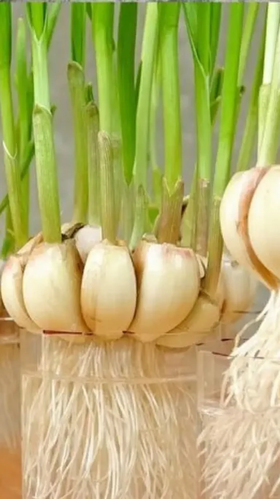 Aprendi a plantar alho em casa e agora nao compro mais E MUITO FACIL