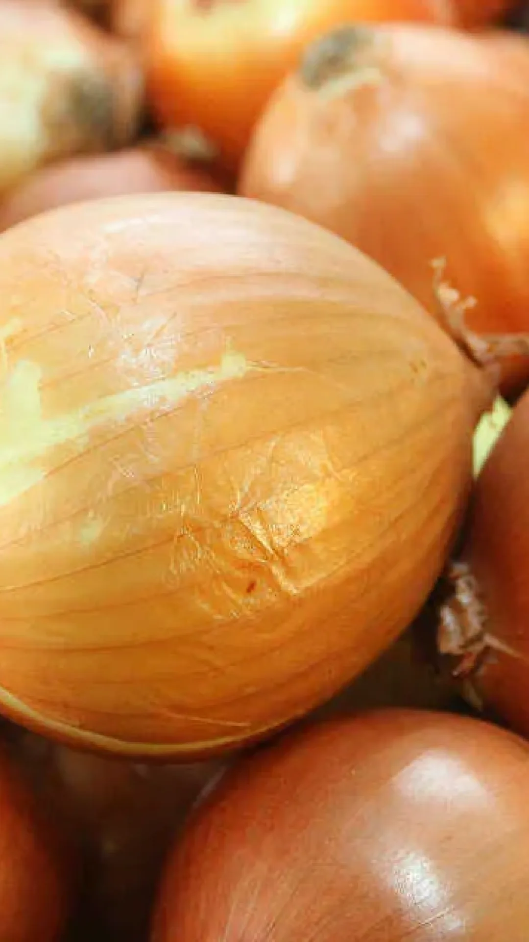 Aprendi a plantar cebola em casa e agora nao compro mais no mercado