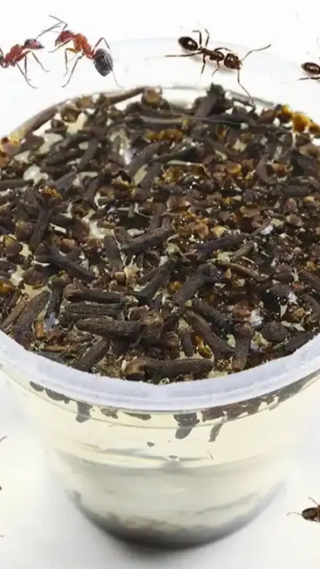 Como Eliminar Formigas da Sua Casa Sem Precisar Espalhar Veneno Pelo Chao