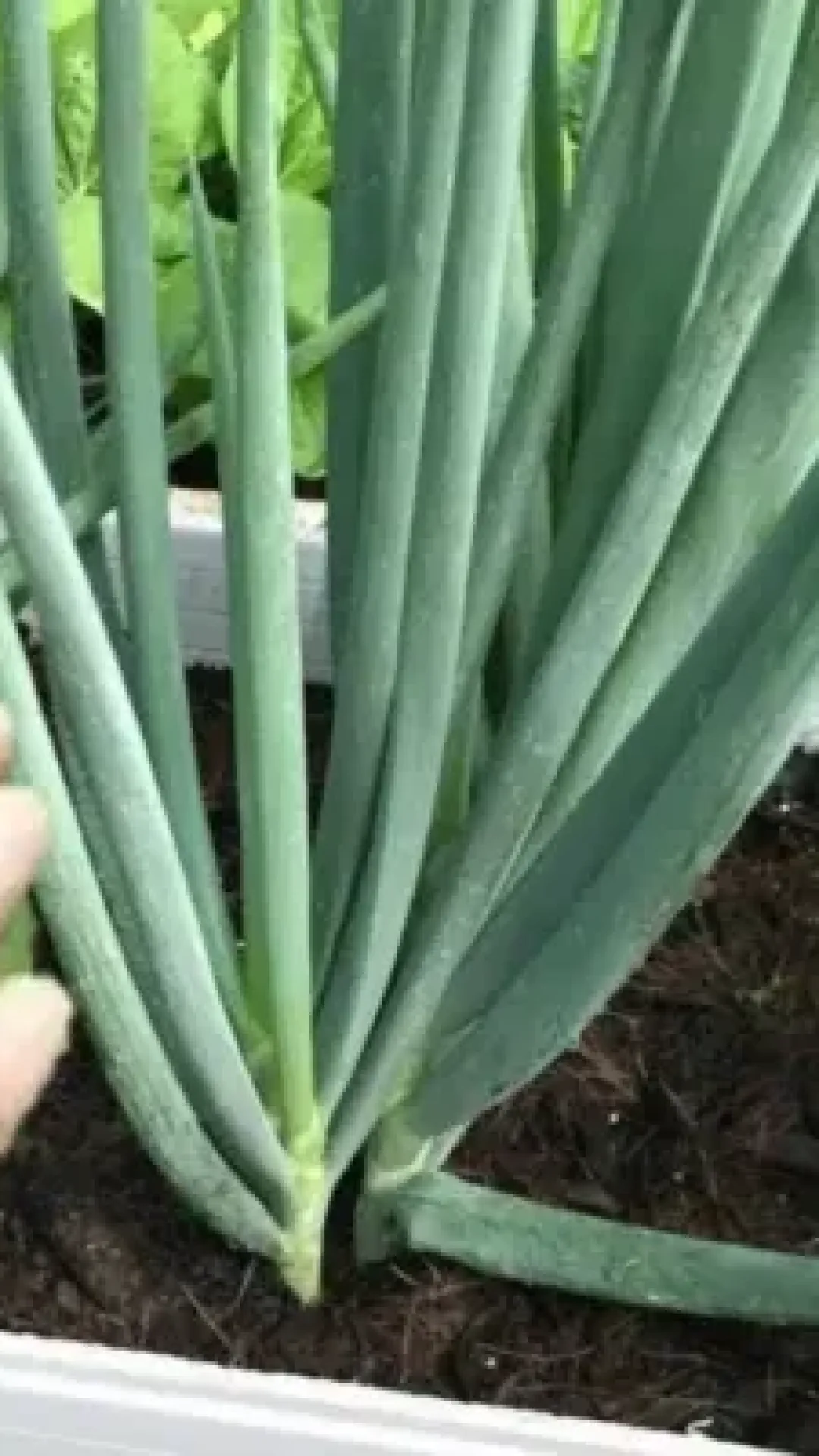 Como fazer cebolinha crescer e engrossar naturalmente