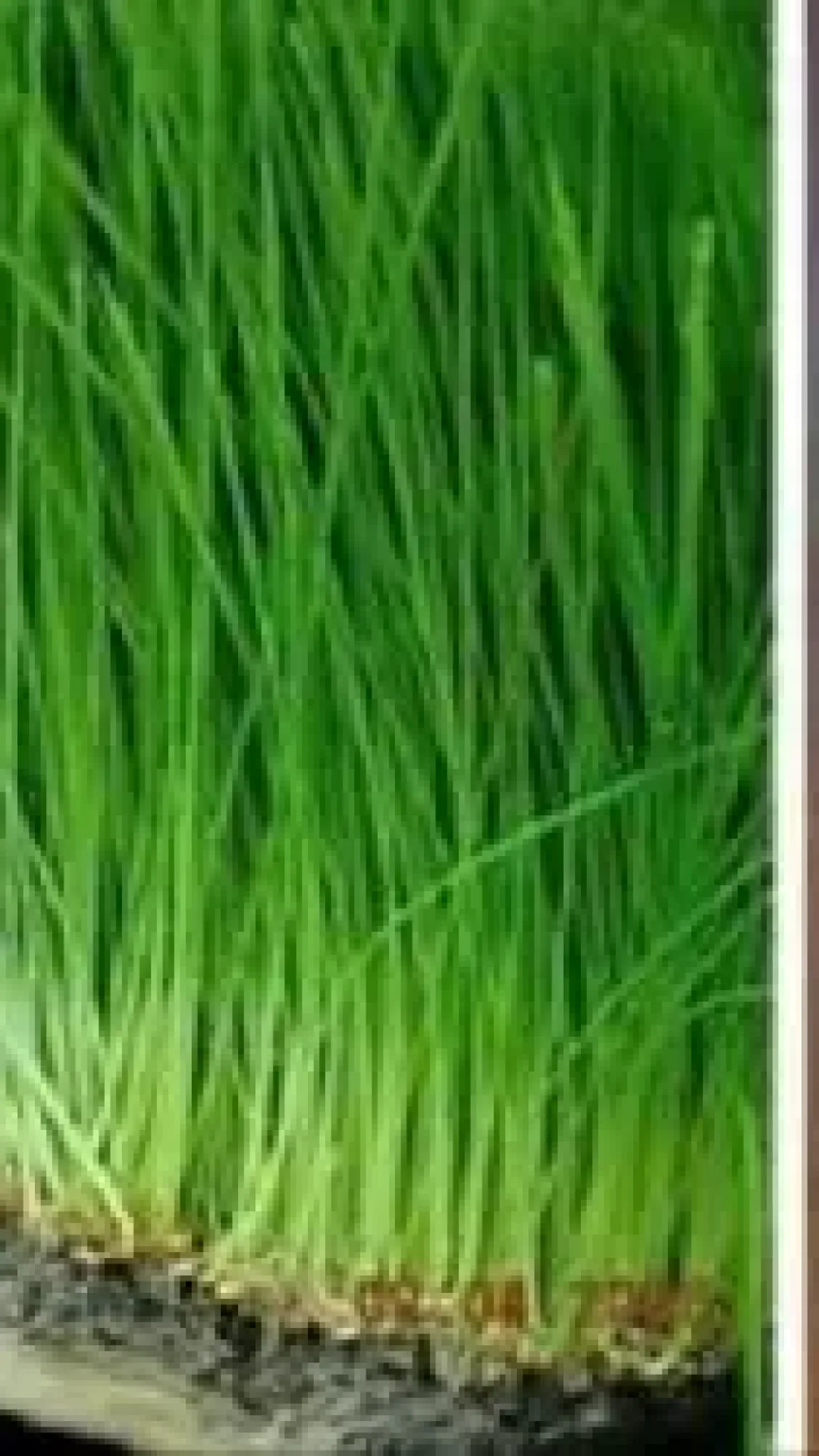 O mais poderoso dos sucos